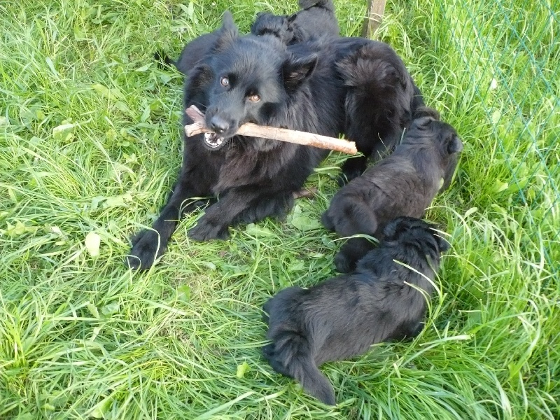 Laprenhund - Chiens suedois de Laponie - Portée née le 24/04/2013