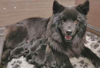 Laprenhund - Chiens suedois de Laponie - Portée née le 18/11/2022