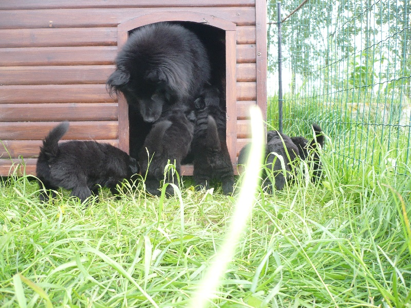 Laprenhund - Chiens suedois de Laponie - Portée née le 01/05/2013