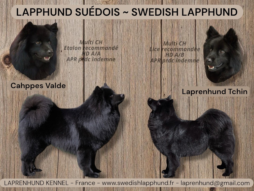 Naissances attendues deuxième quinzaine d'avril