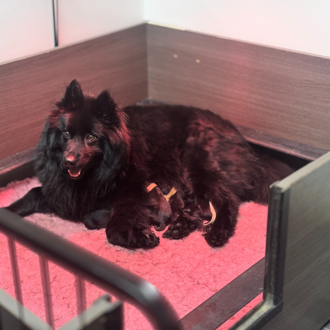 Laprenhund - Chiens suedois de Laponie - Portée née le 20/04/2026