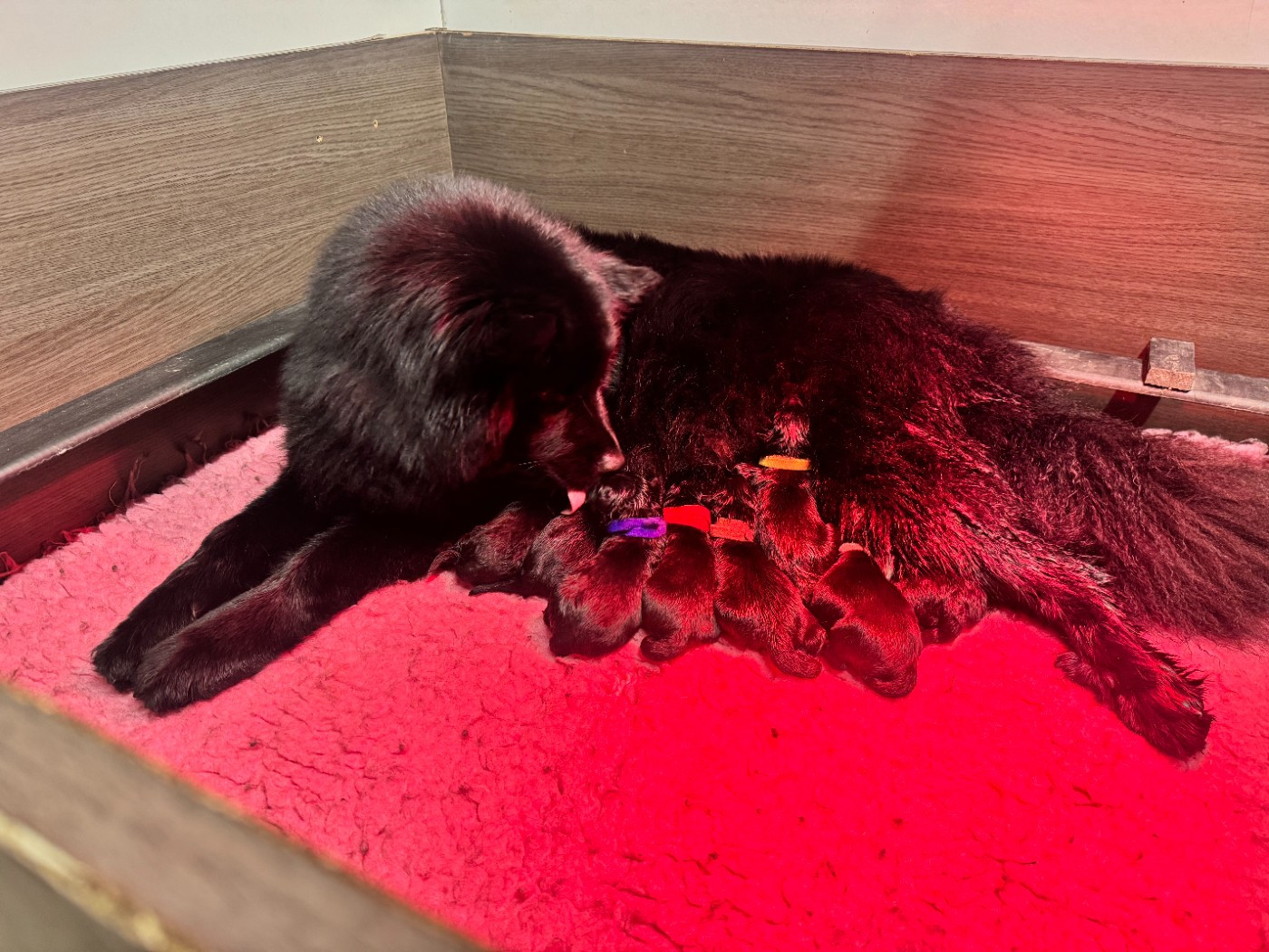 Laprenhund - Chiens suedois de Laponie - Portée née le 18/04/2026
