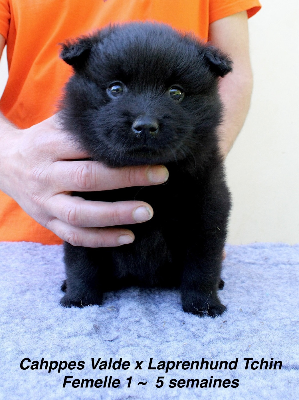 Laprenhund - Chiots disponibles - Chiens suedois de Laponie