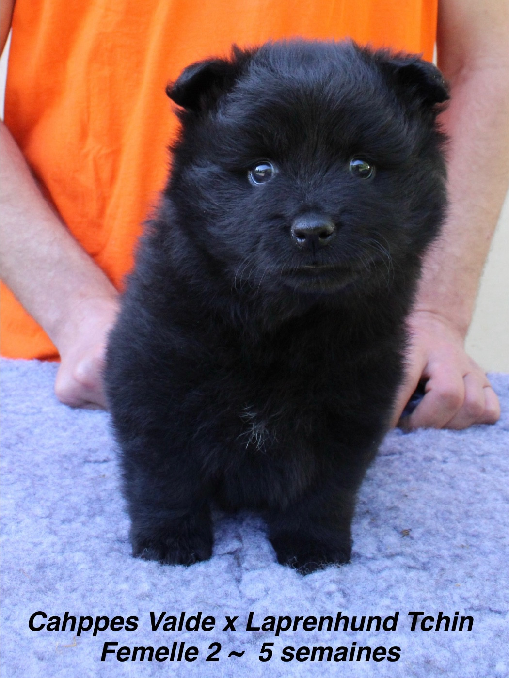 Laprenhund - Chiots disponibles - Chiens suedois de Laponie