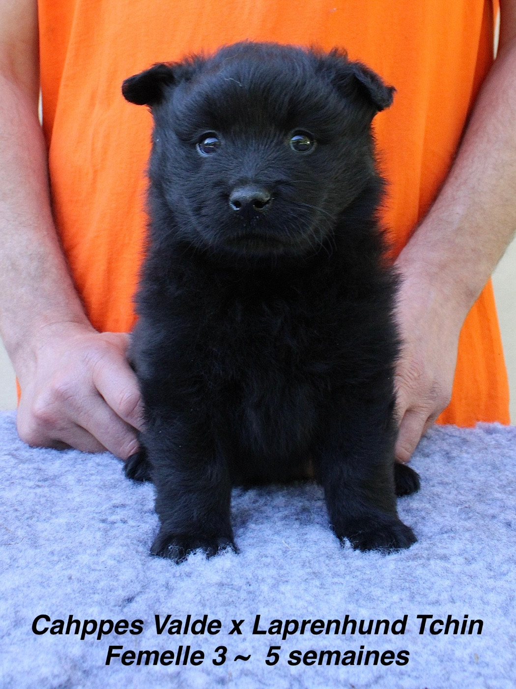 Laprenhund - Chiots disponibles - Chiens suedois de Laponie