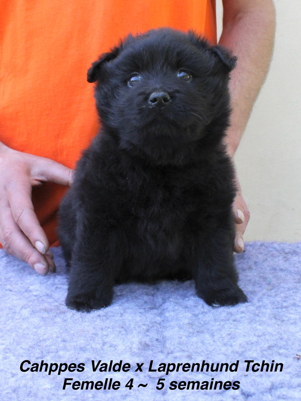 Laprenhund - Chiots disponibles - Chiens suedois de Laponie