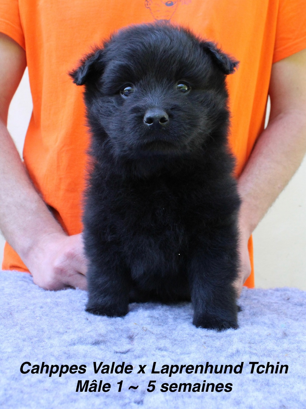 Laprenhund - Chiots disponibles - Chiens suedois de Laponie