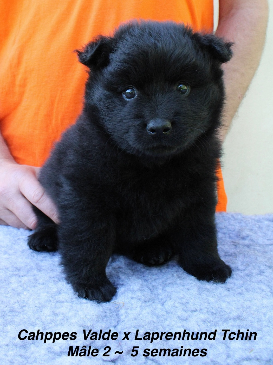 Laprenhund - Chiots disponibles - Chiens suedois de Laponie