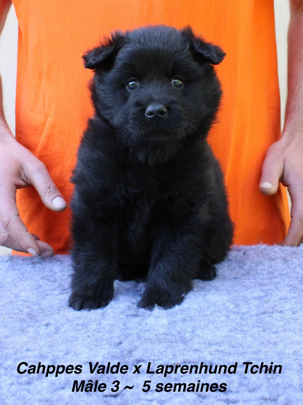 Laprenhund - Chiots disponibles - Chiens suedois de Laponie