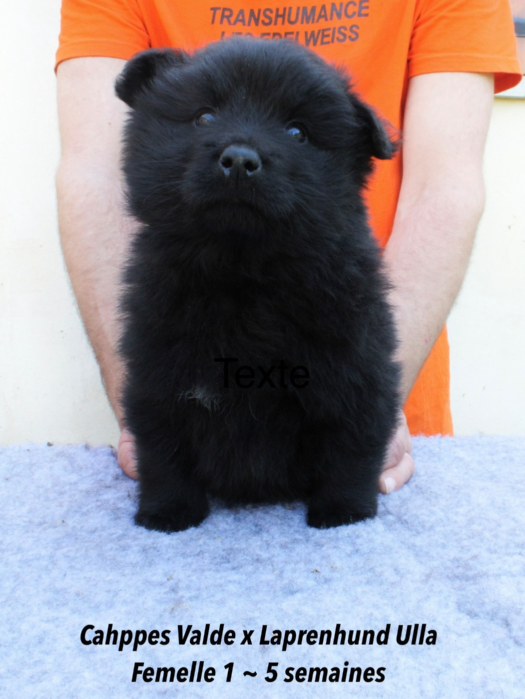 Laprenhund - Chiots disponibles - Chiens suedois de Laponie
