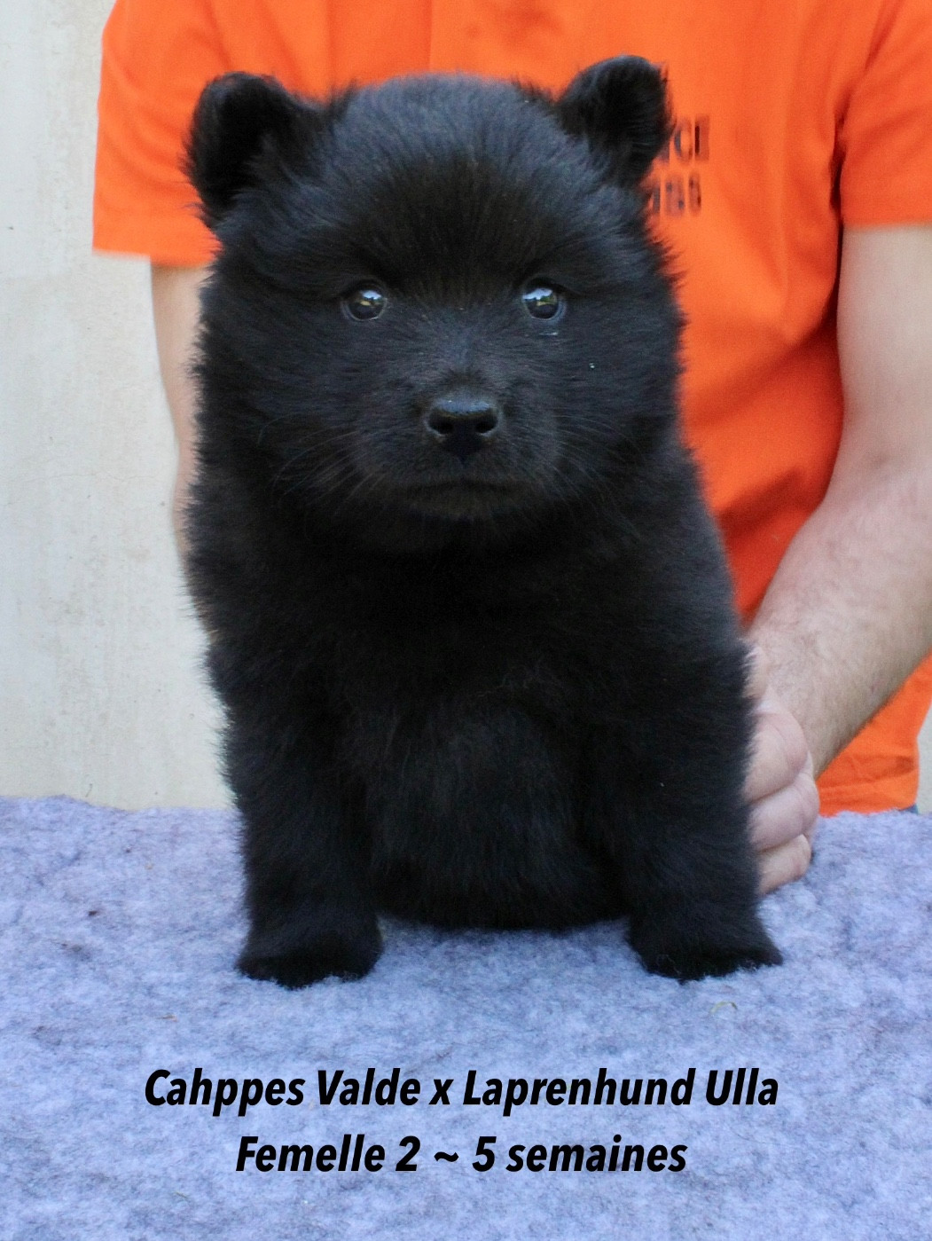 Laprenhund - Chiots disponibles - Chiens suedois de Laponie