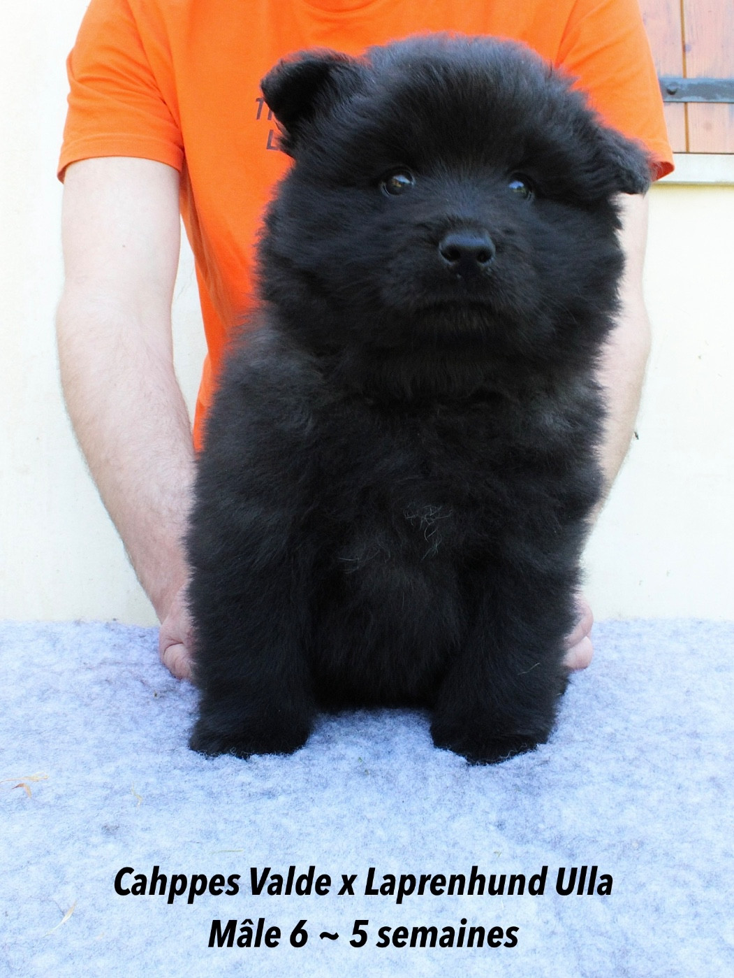 Laprenhund - Chiots disponibles - Chiens suedois de Laponie