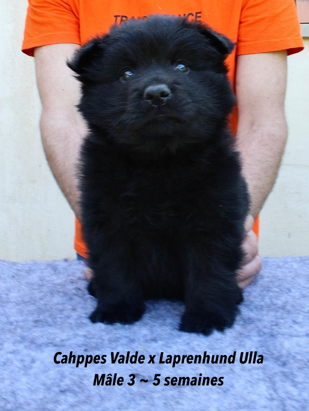 Laprenhund - Chiots disponibles - Chiens suedois de Laponie