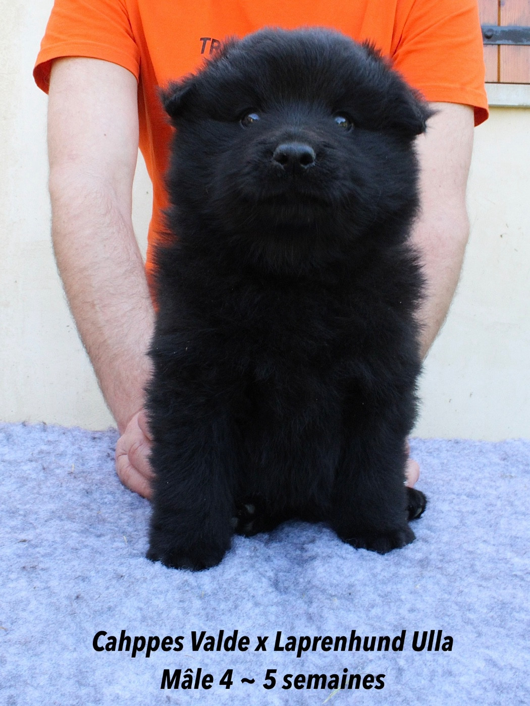 Laprenhund - Chiots disponibles - Chiens suedois de Laponie