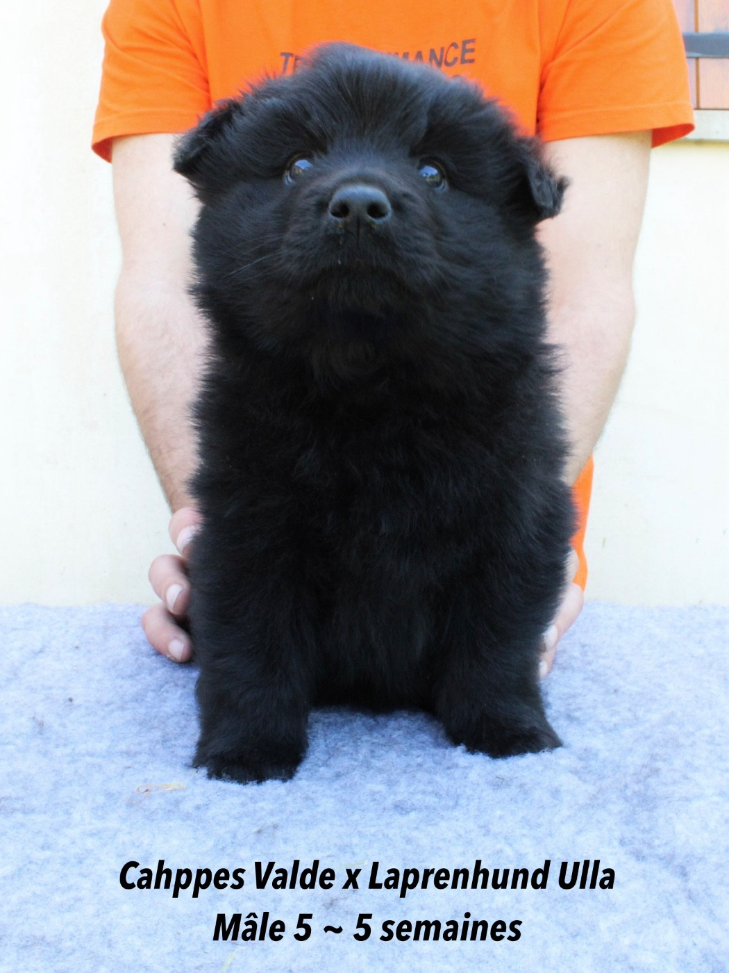 Laprenhund - Chiots disponibles - Chiens suedois de Laponie