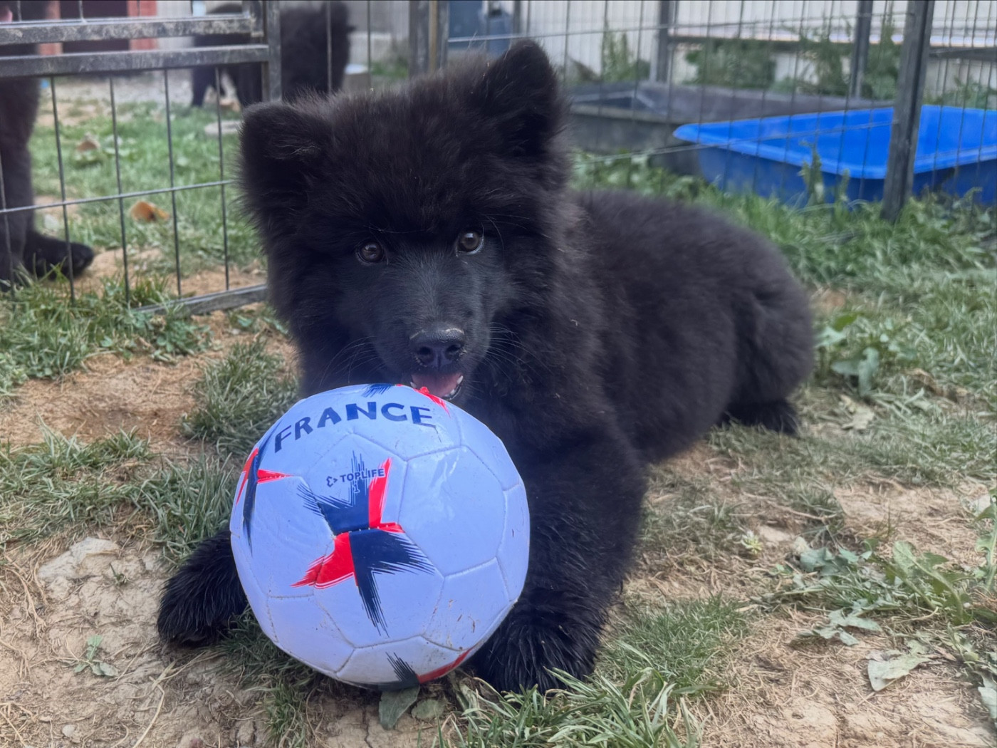 Laprenhund - Chiots disponibles - Chiens suedois de Laponie